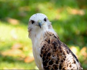 Photo of a white-and-brown hawk in a sunny meadow
